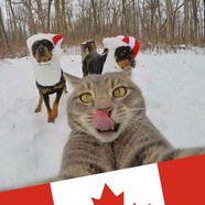 CanadaCat - Canada Québec Montréal Gaspésie