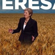 Wheat fields of Theresa May
