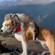 БосаНог 🐾