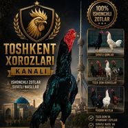ТОШКЕНТ ХОРОЗЛАРИ