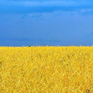 Политика - новости Украины 🇺🇦